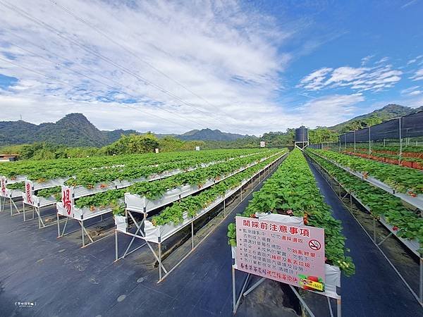 ღ『苗栗大湖。寵物親子景點』春香草莓農場（高架草莓園／草莓季