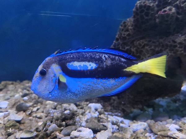 ღ『高雄鳥松。親子景點』澄清湖海洋奇珍園（秘密隧道裡的海洋生