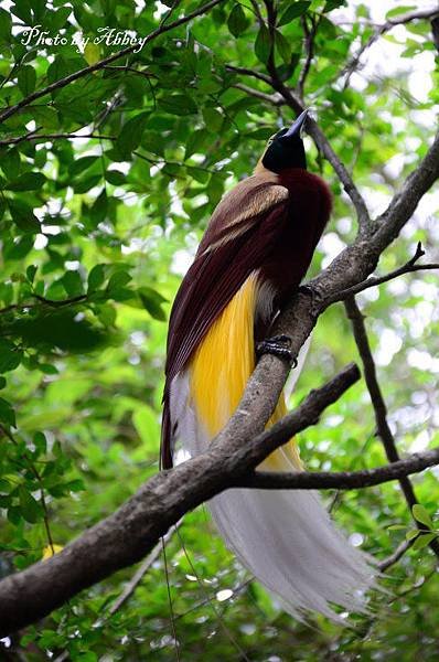 天堂鳥 (11).JPG