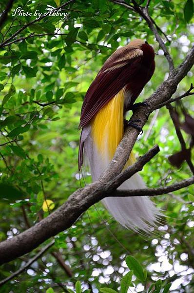 天堂鳥 (12).JPG