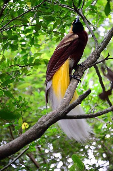 天堂鳥 (13).JPG