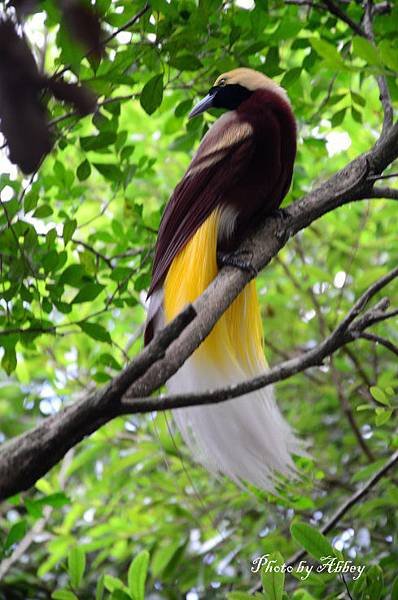 天堂鳥 (14).JPG