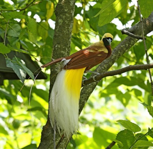 天堂鳥 (19).jpg