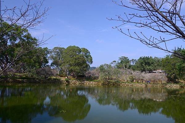 角板山楓葉 (5).JPG