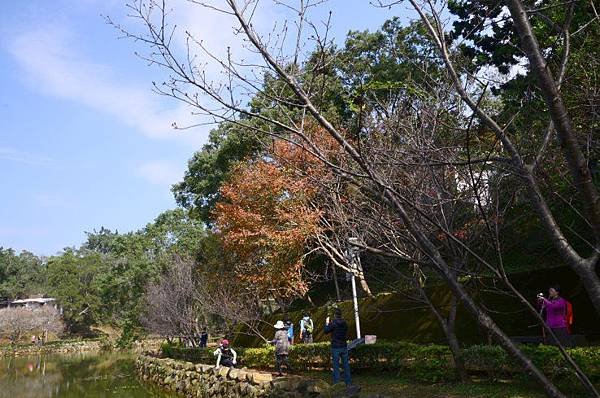 角板山楓葉 (6).JPG