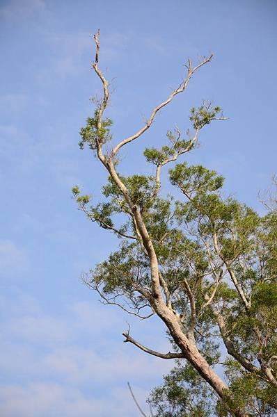 角板山楓葉 (2).JPG