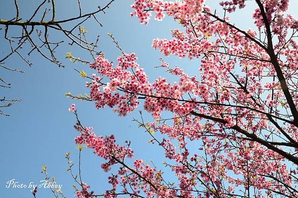 平菁街櫻花 (8).JPG