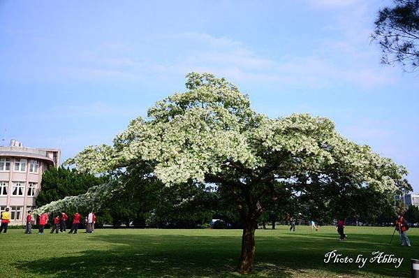 流蘇花 (1).JPG