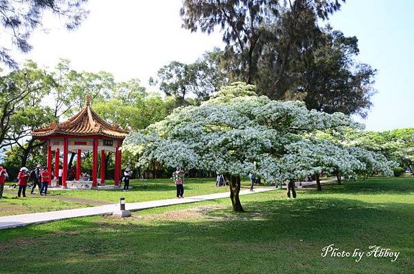 流蘇花 (3).JPG