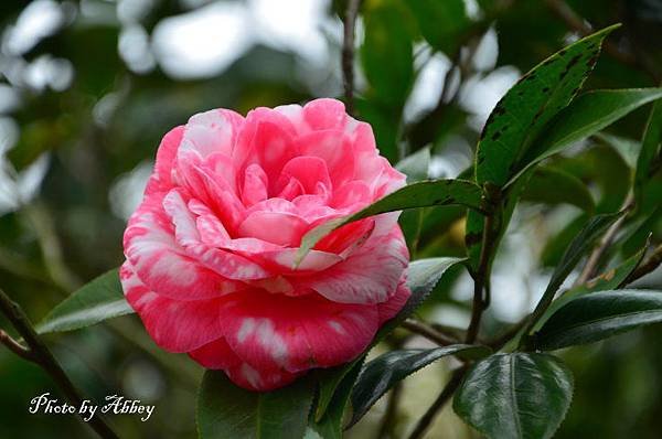 茶花 (12).JPG