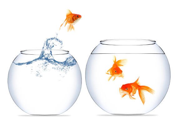 jumping-fish-570x380(moving)