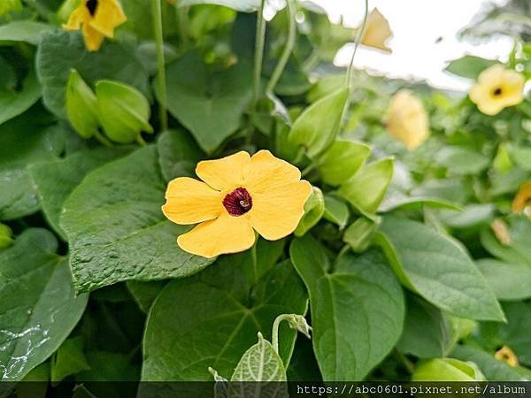 臺北典藏植物園