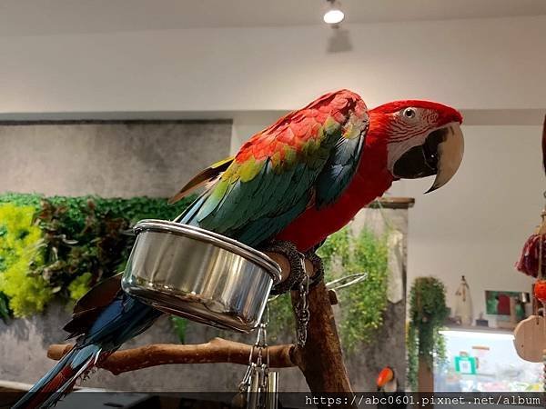 PARROT COFFEE 派洛特咖啡（台灣人文動物關懷協會