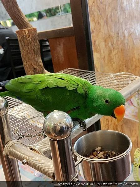 PARROT COFFEE 派洛特咖啡（台灣人文動物關懷協會