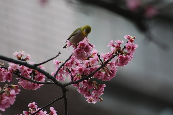 IMG_1154.jpg