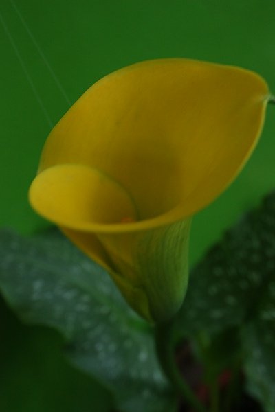 IMG_1194.jpg