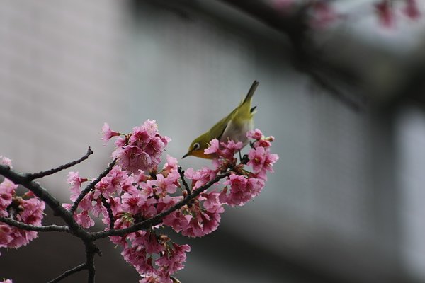 IMG_1156.jpg