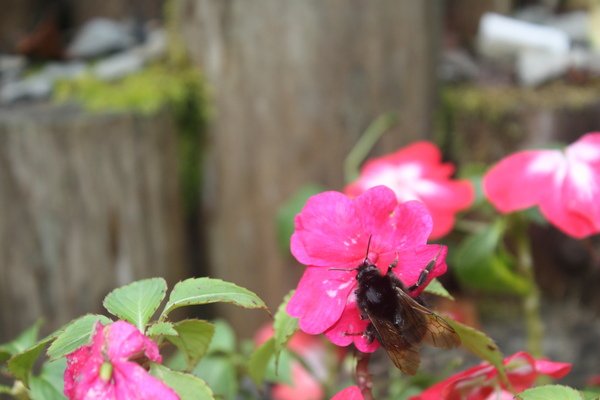 IMG_3700.jpg
