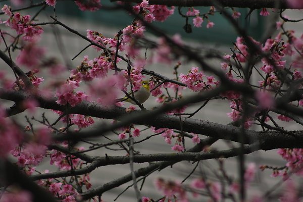IMG_1109.jpg