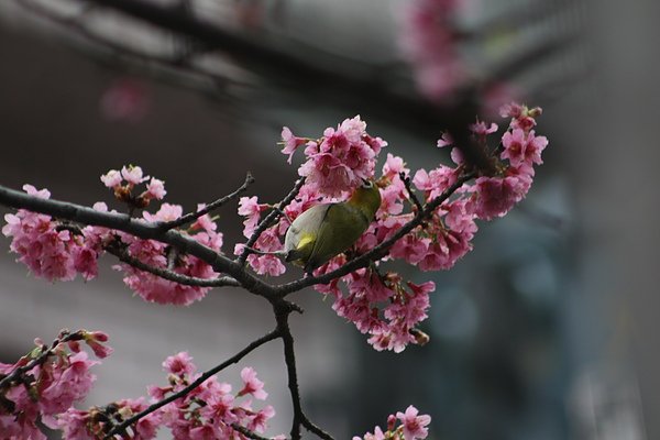 IMG_1148.jpg