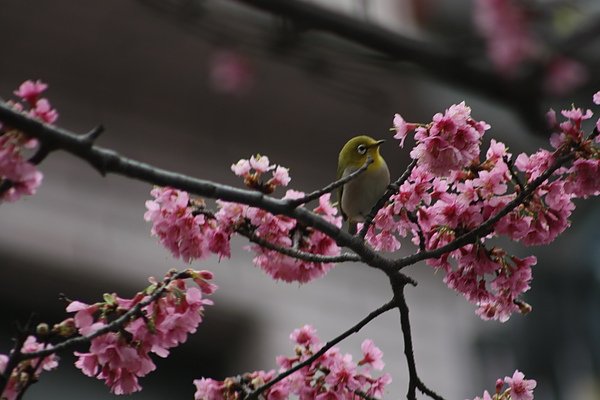 IMG_1150.jpg