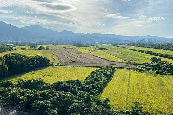 為天地寫日記(關渡平原露珠、晨曦、蜘蛛與蜻蜓、歐亞喜鵲)(2