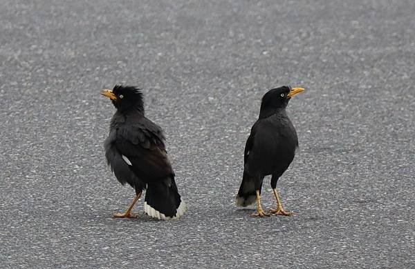 生活分享(兩場參訪、黃逸樵老師大作、芬蘭師姐推素圖)