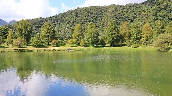 為天地寫日記(宜蘭蜊埤湖落羽松)