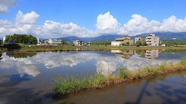 為天地寫日記(宜蘭水稻田倒影、白蘆葦、安農溪落羽松、播種)