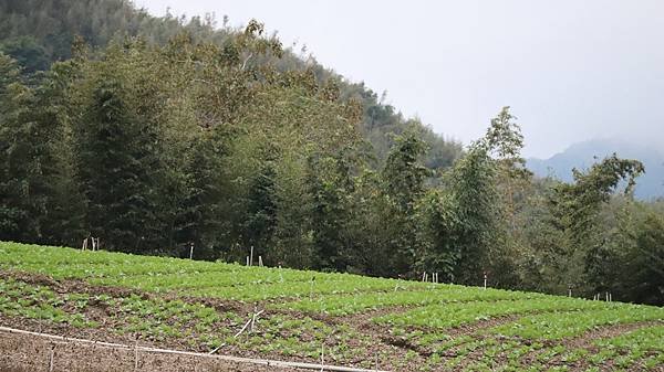 生活分享(瘡痍山林)