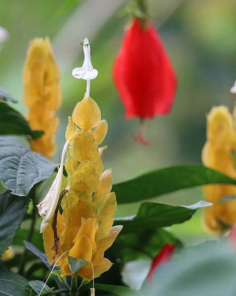 為天地寫日記(石碇、深坑、中正紀念堂、金苞花、射干)