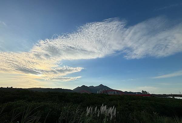 為天地寫日記(淡水夕陽、貓與朱槿)(2023.11.08)