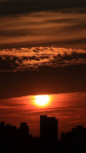 為天地寫日記(淡水夕陽、貓與朱槿)(2023.11.08)