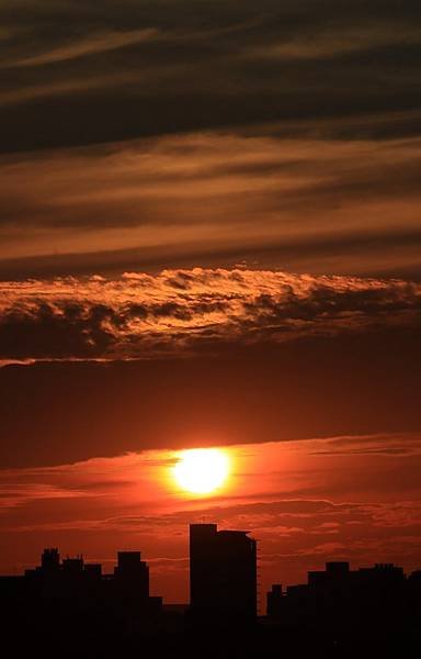 為天地寫日記(淡水夕陽、貓與朱槿)(2023.11.08)