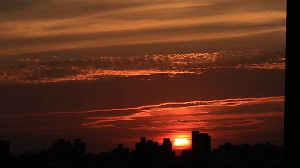 為天地寫日記(淡水夕陽、貓與朱槿)(2023.11.08)