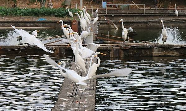 為天地寫日記(白鷺鷥魚塭吃蝦、龜山島)(2023.11.29