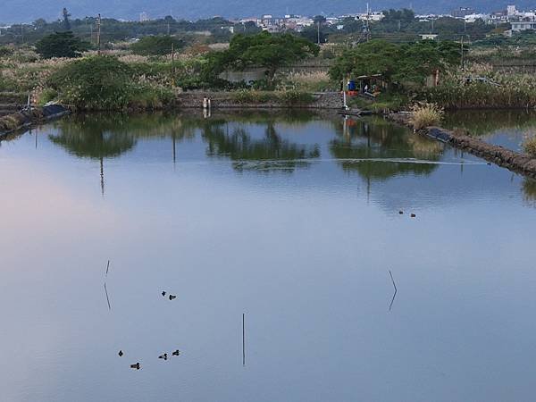 為天地寫日記(得子口溪、竹安橋鴨子划水)(2023.11.2