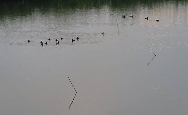 為天地寫日記(得子口溪、竹安橋鴨子划水)(2023.11.2