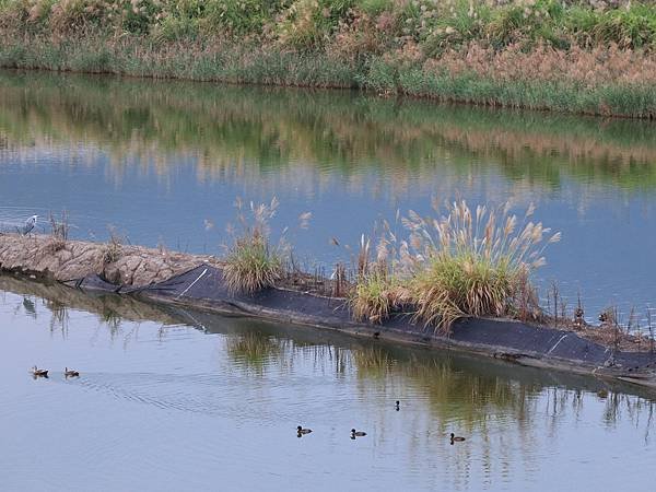 為天地寫日記(得子口溪、竹安橋鴨子划水)(2023.11.2