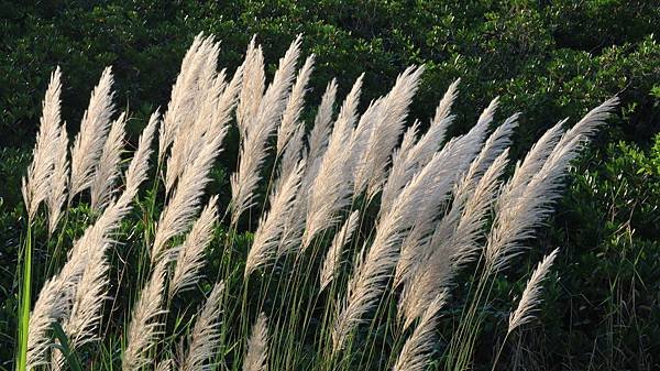 為天地寫日記(陽明山日出、淡水河岸芒草與鳥、文化大學雲霧)