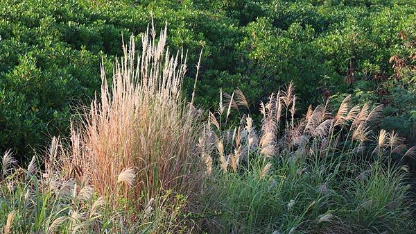 為天地寫日記(陽明山日出、淡水河岸芒草與鳥、文化大學雲霧)