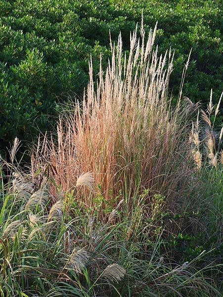 為天地寫日記(陽明山日出、淡水河岸芒草與鳥、文化大學雲霧)