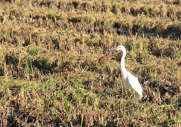 為天地寫日記(關渡靜思堂、關渡平原割稻、雲瀑)(2023.1