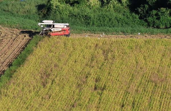 為天地寫日記(關渡靜思堂、關渡平原割稻、雲瀑)(2023.1