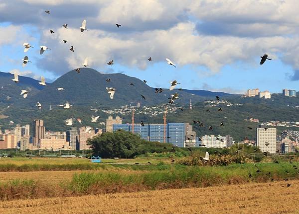 為天地寫日記(關渡靜思堂、關渡平原割稻、雲瀑)(2023.1