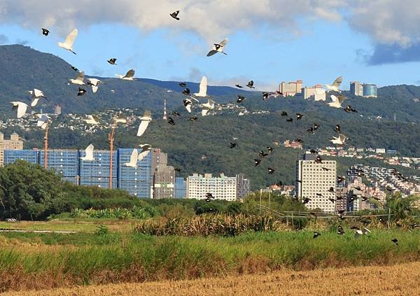 為天地寫日記(關渡靜思堂、關渡平原割稻、雲瀑)(2023.1