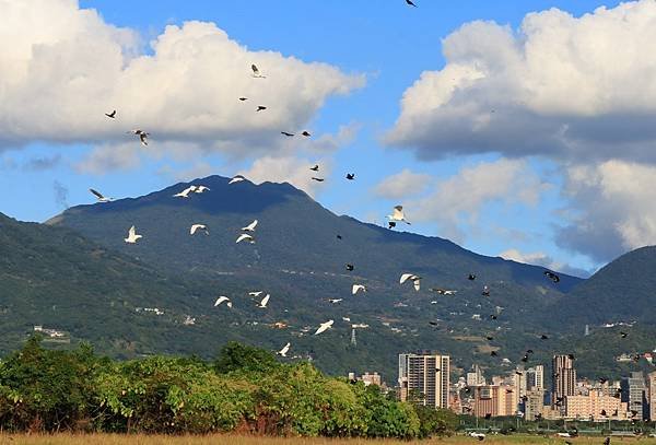 為天地寫日記(關渡靜思堂、關渡平原割稻、雲瀑)(2023.1