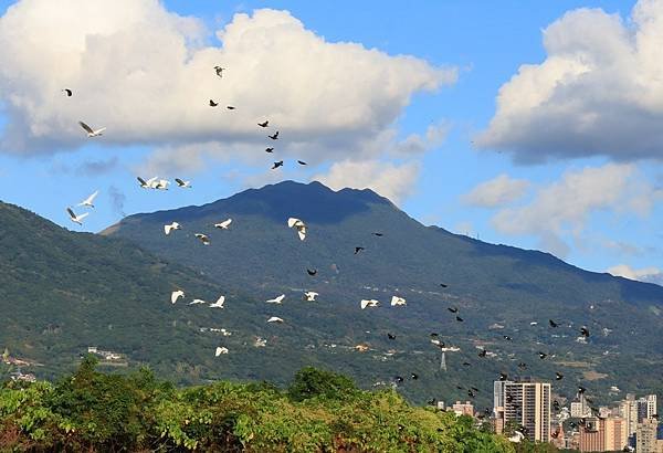 為天地寫日記(關渡靜思堂、關渡平原割稻、雲瀑)(2023.1