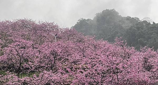 主播的育兒日記(陽明山追雪)(2024.01.23)