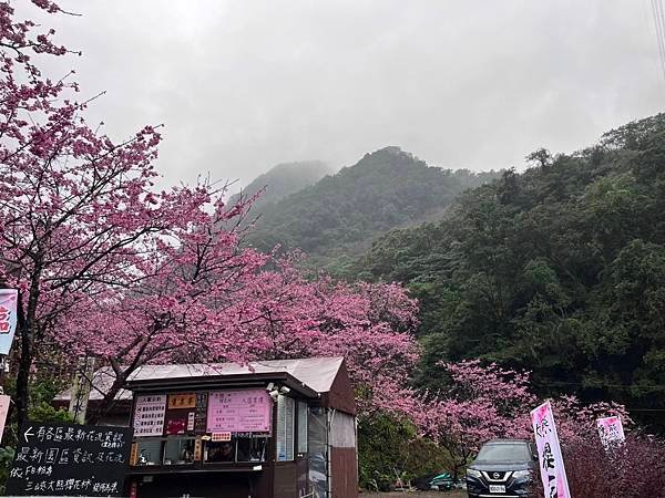 主播的育兒日記(陽明山追雪)(2024.01.23)